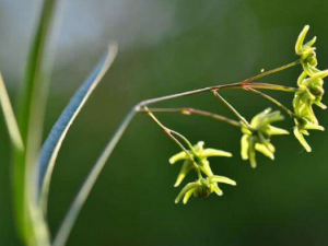 ��˼᧵Ĺ�Ч ��˼�������ҩ��