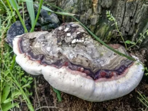 ����֥�Ĺ�Ч ����֥�ɰ������ǵ���Ѫ��