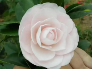 ���񵤵Ĺ�Ч �����ξ��곦����Ѫ