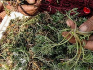 ����Ĺ�Ч���� �����ܽ�Ѫ��