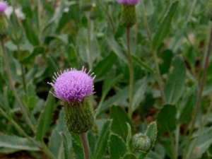 ����˵Ĺ�Ч ����˿�����Ƥ��