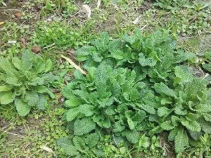 ����ݵĹ�Ч �������С������ʳ��к