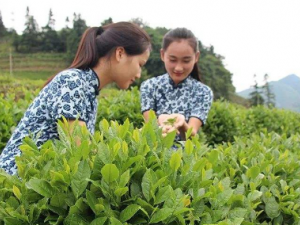 ����Ĺ�Ч ������������