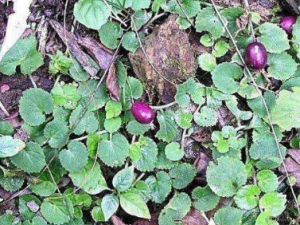 ��ע�ݵĹ�Ч ��ע�����������ʹ