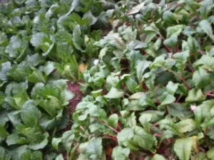 ���ܲ���Ҷ�Ĺ�Ч ���ܲ���Ҷר���и�������