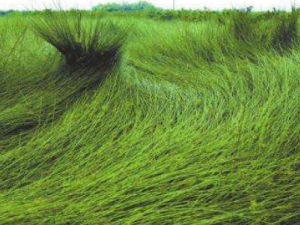 ����ϯ�Ĺ�Ч ����ϯ���ν���