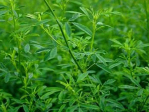 ��Ϭ���Ĺ�Ч ��Ϭ��������ҩ��