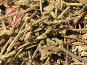 ��ײݵĹ�Ч ��ײ�ר���汳����