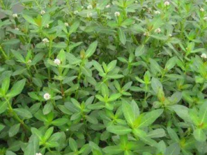 ���׷��ݵĹ�Ч ���׷��ݿ����ﲹ��