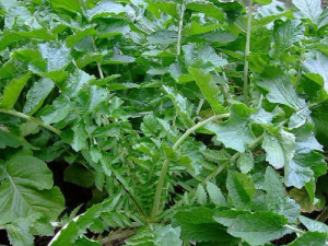 ���ܲ���Ҷ�Ĺ�Ч ���ܲ���Ҷ�ξ���θ����ʹ