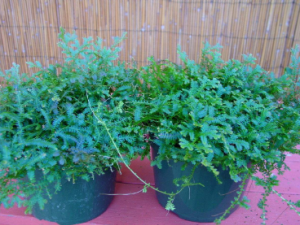 ���ٵĹ�Ч ���ٽ�����ֹ��