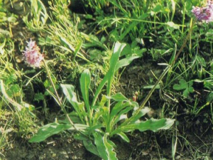 ������Ĺ�Ч �������θ���Ȼ��ʹ