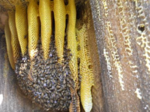 ����Ĺ�Ч �������ƻ�ŧ�Ը�Ⱦ