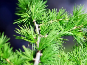 ����Ҷ�Ĺ�Ч ����Ҷ������ϥ����