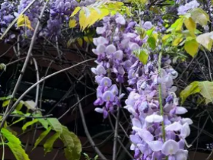 �����ٵĹ�Ч ��������Ӹ��