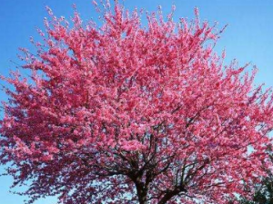 ��糲��Ĺ�Ч ��糲�����