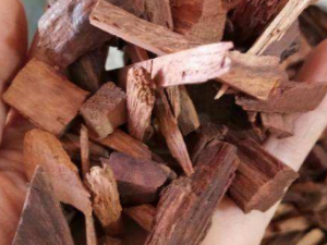 ľ��ɭ�Ĺ�Ч ľ��ɭ����÷�ᶾ