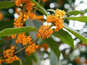 ľϬ���Ĺ�Ч ľϬ��������ٳ���̵