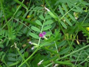 ������Ĺ�Ч �������ǿ��������Ѫ���