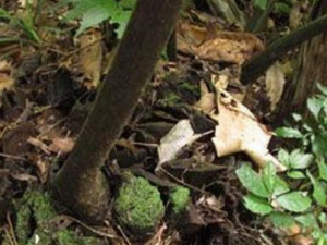 �ɰ��ݵĹ�Ч �ɰ������θ�����ҹ����