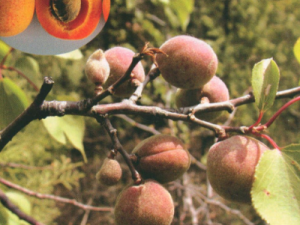 ����ʵ��Ч ����ʵ�ɳ���ֹ��