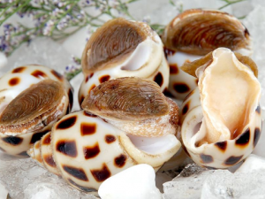 ���ݵĹ�Ч ���ݿ�����������������