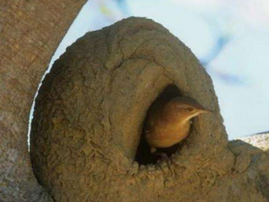 �����Ĺ�Ч ���������������