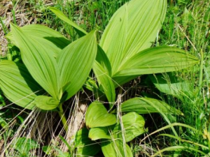 ľ«ĹЧ ľ«ɱɽԴ֮