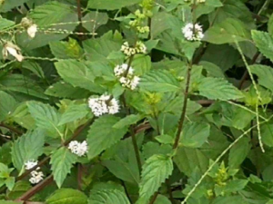 �ϱ��ɵĹ�Ч �ϱ�����һ���˺�ͷ��