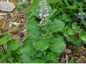 ��Ҷ�����Ĺ�Ч ��Ҷ���������۲�����