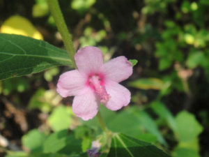 ���һ��Ĺ�Ч���� ���һ�����Щ������