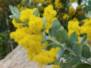 ��ϻ��Ĺ�Ч���� ��ϻ��ɿ�������