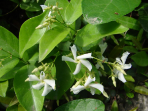 �����ٵĹ�Ч �������η���Ч