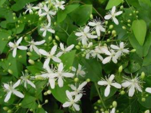 �����ɵĹ�Ч���� �����������ɢ������