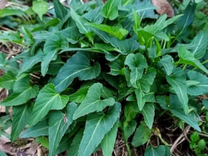 ����ݵĹ�Ч �������һ����֢