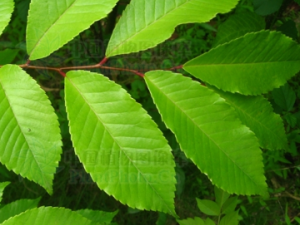 �ľ֦Ҷ�Ĺ�Ч �ľ֦Ҷ������