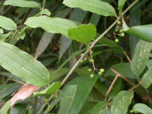 ţ���ٵĹ�Ч ţ����������ʳ֮���˲���