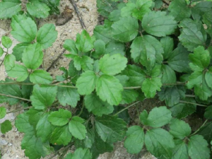 Ů�ڵĹ�Ч Ů�������з籩��