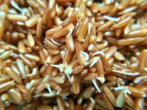 ���׵Ĺ�Ч ���׿�Ƣ��θ��������