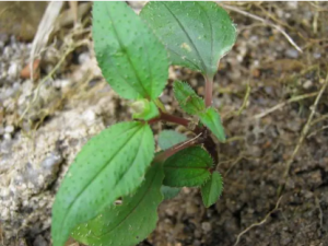 ��ͷ������Щ��Ч ��ͷ�������ȿ���