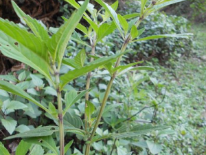 ���ͷ�ݵĹ�Ч ���ͷ����ű������