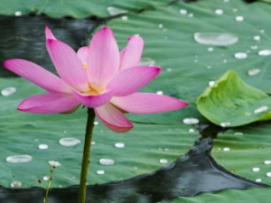 ��Ҷ����ܽ�֬������