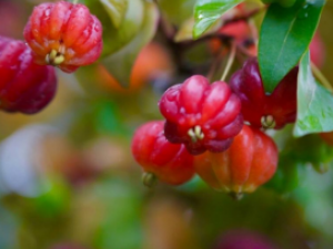 ���骵Ĺ�Ч ������ˮ������