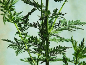 �����Ĺ�Ч ������μ�������