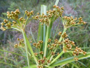 ����ݵĹ�Ч ��������η�