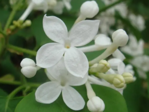 �׶���Ĺ�Ч �׶��������������