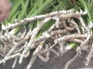 �ټ���Ĺ�Ч �ټ�������ҧ