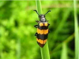 �����Ĺ�Ч ����������̥��