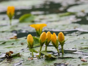 �������Ĺ�Ч ����������������