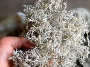 �������Ĺ�Ч �������η���Ч